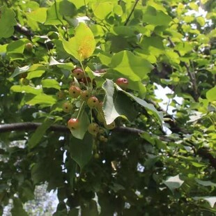 ɽ���ӷN��ɽ�G��ɽ���ӹ���|��ɽ���ӆ�ľҰ�����@ˇͥԺ�Nֲ