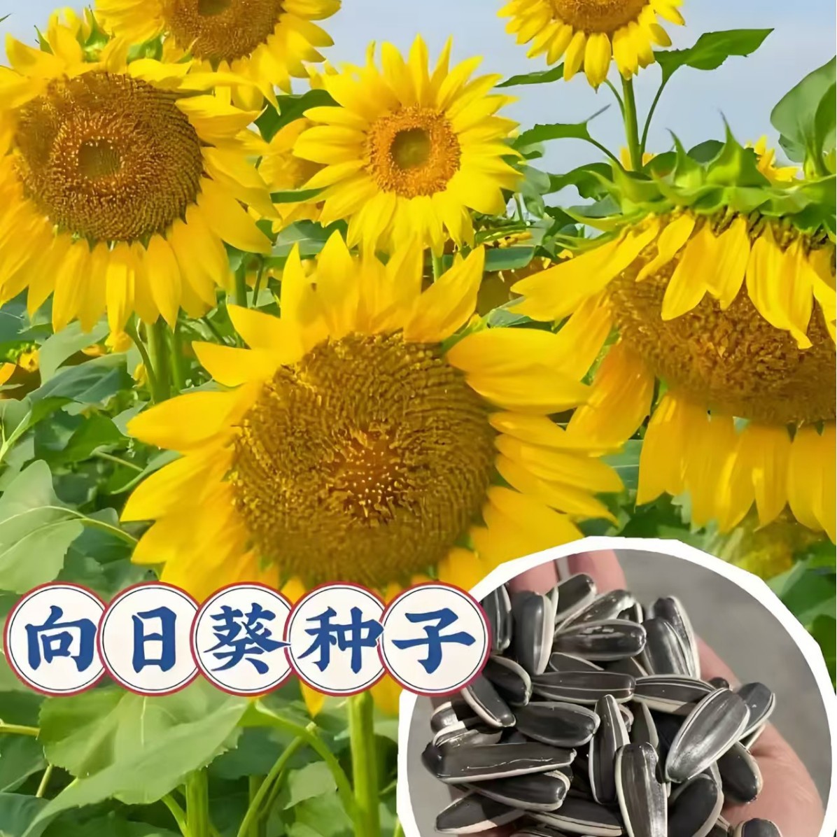 向日葵种子可食用观赏矮生高杆葵花籽瓜子多头油葵阳台庭院向日葵