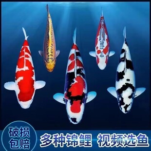 �ձ����ھ�Ʒ�\�����N����^�p�~��ˮ�~������ɫ��ؔ���B��ɫ��ȸ
