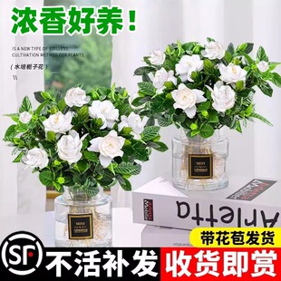 �d�ӻ����Ԏ��������򻨺��Bˮ��ֲ����k���҃ȿ͏d����Gֲ�ļ�