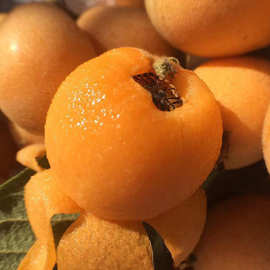 四川高山甜枇杷大五星枇杷鲜果早春枇杷果王大果整箱包邮发货