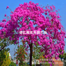 蓝花楹树苗珍贵名树绿化风景观赏树苗别墅庭院行道盆栽地栽室内外