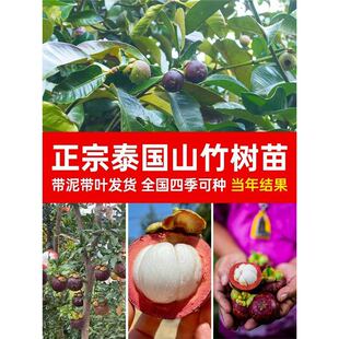 ɽ�����޽�ͥԺ�����̨���Թ�����X�Ϸ������ļ��ͺ��Nֲ����