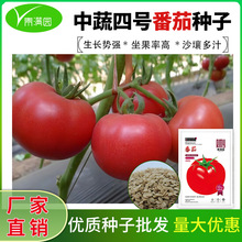 批发中蔬四号蔬菜种子大番茄阳台盆栽果蔬庭院种植菜籽西红柿种子