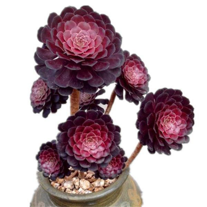 구리 주전자 마스터 높이 20cm 측면 새싹 원 포함