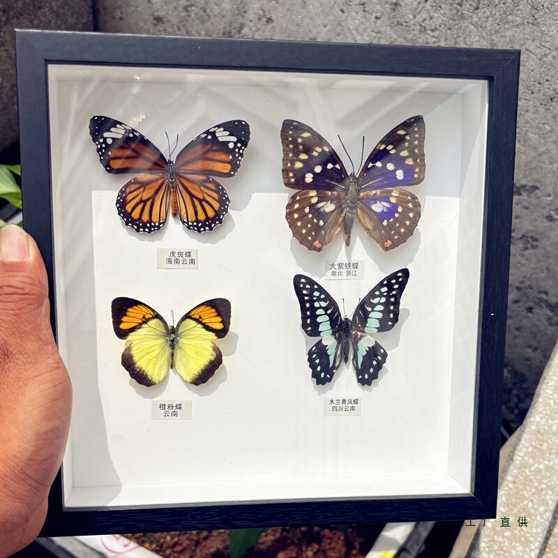 Green-Banded Emerald Butterfly Real Butterfly Specimen Photo Frame Ornament Teacher's Day Chinese Valentine's Day Creative Birthday Gift for Teacher Finished Product