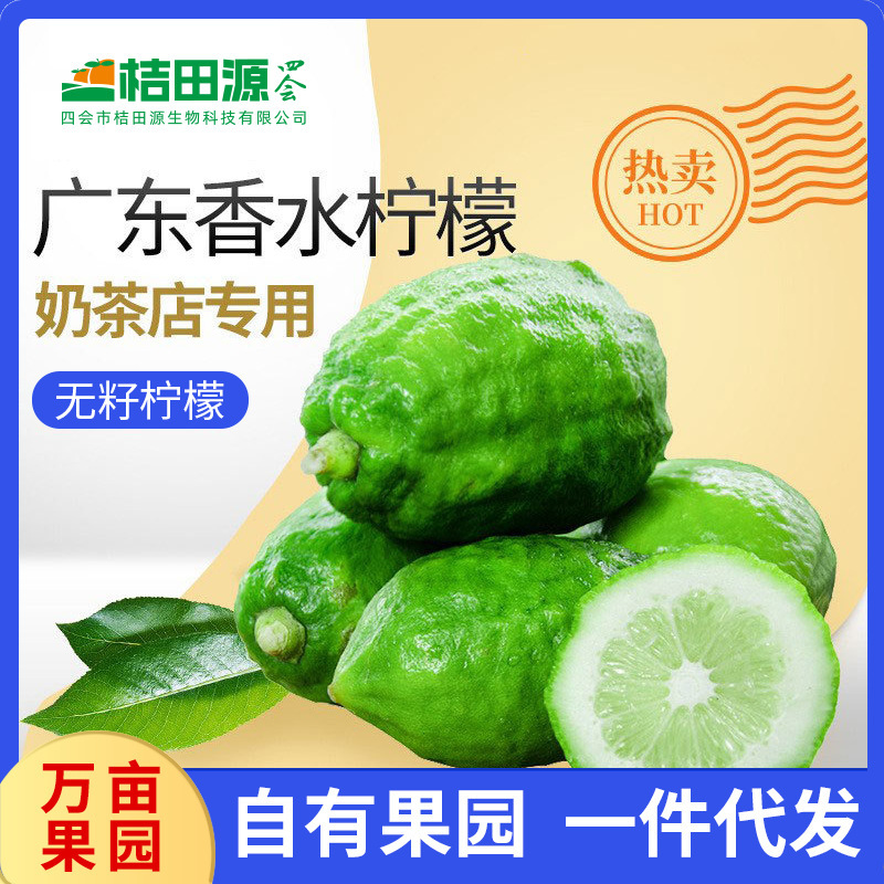 Guangdong Perfume Lemon Freshly Picked Lemon Milk Tea Shop Special First-Class Green Lemon Seasonal Wholesale Free Shipping Whole Box
