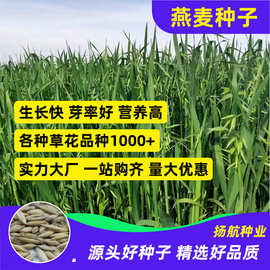 燕麦草种子牧草种子耐寒种籽高产鱼饲料草籽牛羊马草藏区放牧