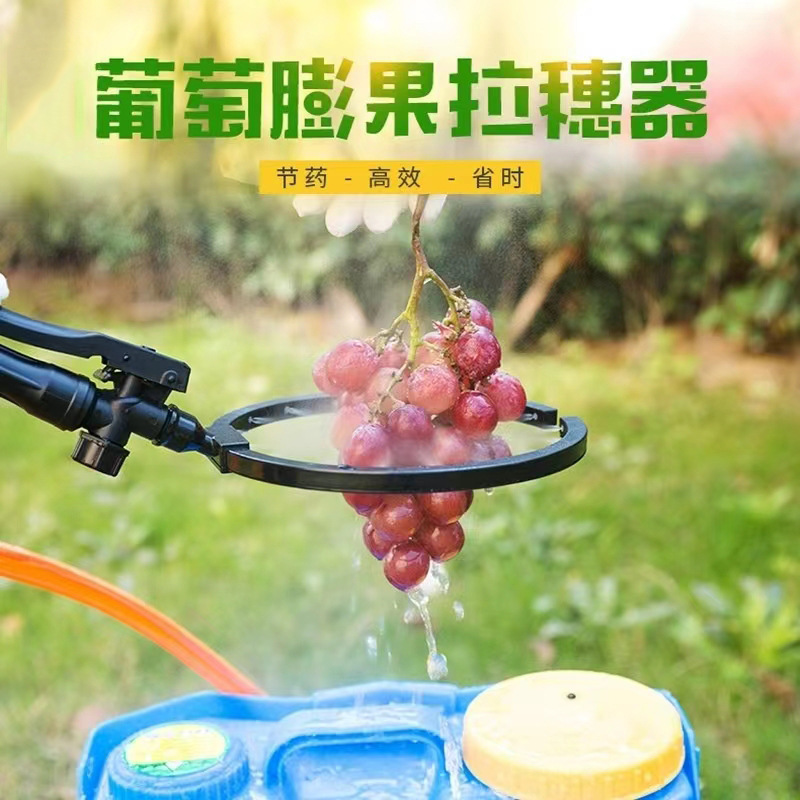 Grape Fruit Grape Paracelidine Kiwi Pyreal Fruit Dip Fruit Fruit…