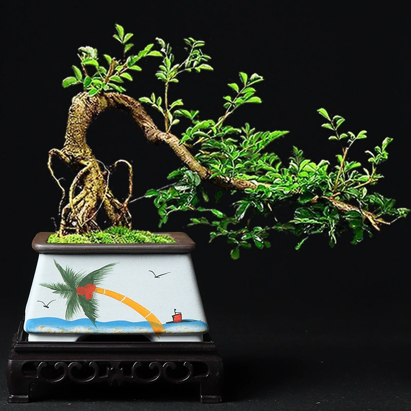 菩陶堂 Micro-landscape DIY potted landscaping ceramic Ge Kiln flower pot elm tree red sandalwood banyan tree large simple pot
