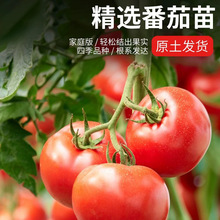 �߲����簫���������}Ů��ǧ��С���������t�������Ӳ����S������