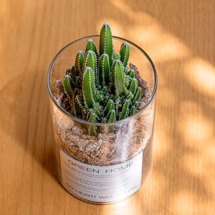 Cactus Wanzhongshan Succulent Green Plants Living Room Desktop Office Cactus Balcony All Year Round Drought-Resistant Meat