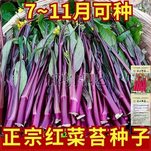 �t��̦�N�Ӽt�������ں�ɽ��̦�N���ͺ������̨�����^���߲˷N��