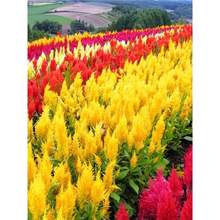 ���U�u�ڻ��N�����ļ����N�_���Pβ����׻�����ͥԺ���ܻ�������