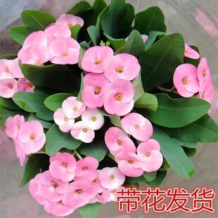 ����÷�����F�������Է�ɫ����÷�������Ļ��̨�����^��ֲ���