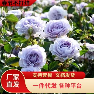 һ�����l����Ʒ�Vɫõ���¼������{��ɫ�ͺ��͟���㿹���ڻ�ͥԺ