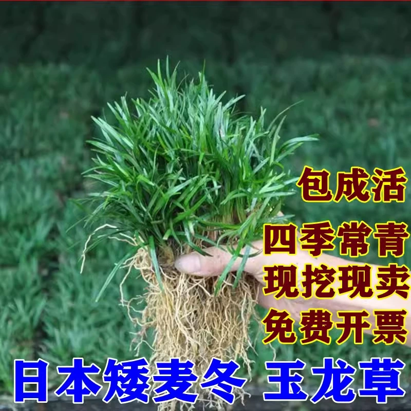 Японская гномья трава лириопе, газонные растения для двора, настоящая трава, зеленение, газон для сада, виллы, вечнозеленый газон, всесезонный.