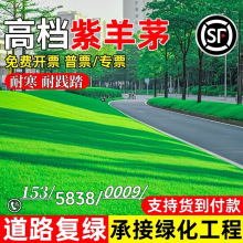 四季常青紫羊茅草籽草坪种子高羊茅矮生耐寒护坡固土庭院绿化种籽