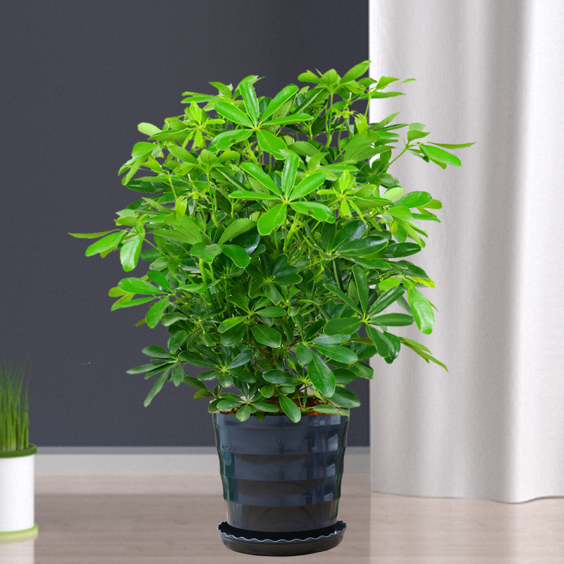 바팡 라이카이 40-50cm 높이 [블랙 스레드 분지] + 비료