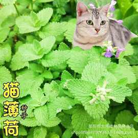 猫薄荷种子猫草薄荷种子小猫吃吐毛球好养四季播种室内外盆栽种子