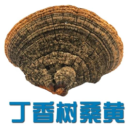 灵芝;保健食品;其他滋补