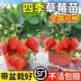 红颜种植盆栽四季阳台