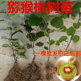 盆栽;种子;花盆容器