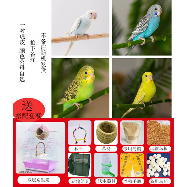 A pair of tiger leather [selection of color]+double -layer villa cage+grass nest+autumn thousand+Guzi 250