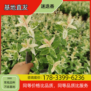 Colorful Leaf Willow Seedlings Potted Base Planting Four-Season Flowering Courtyard Planting Green Plant Project Greening Seedlings Easy to Breed
