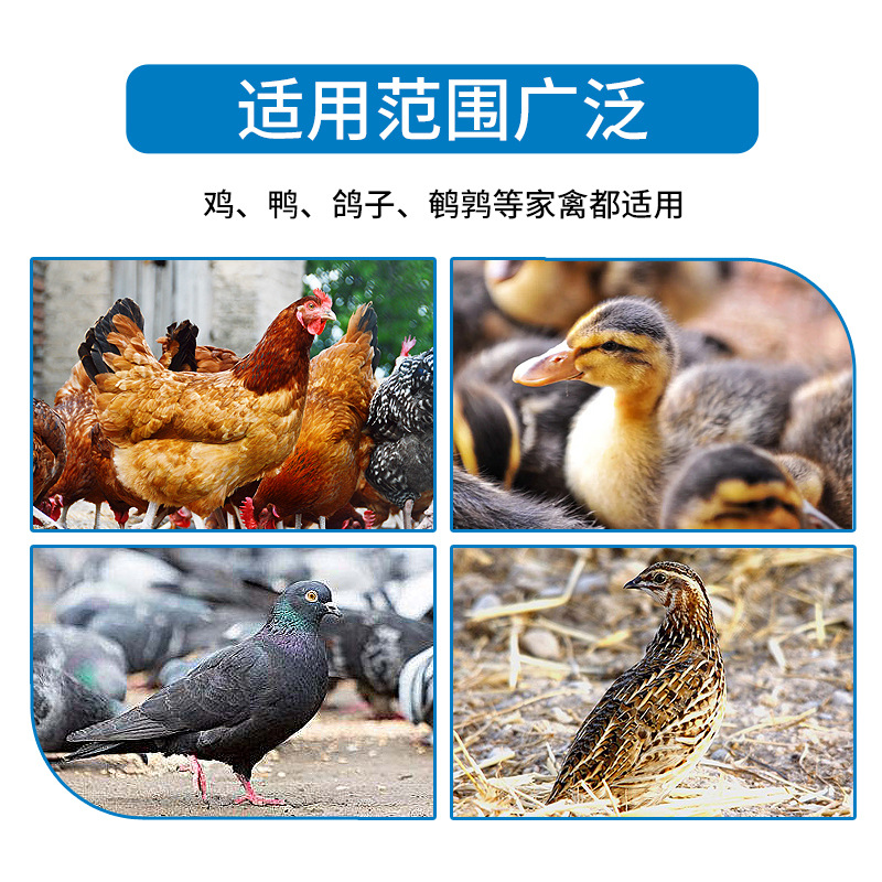 Bebedero automático para pollos, tazón de agua para aves de corral, tazón de agua para pollos, patos y gansos, tazón de agua para pollitos de codorniz, gran descuento en la cantidad de agua para alimentar a las aves