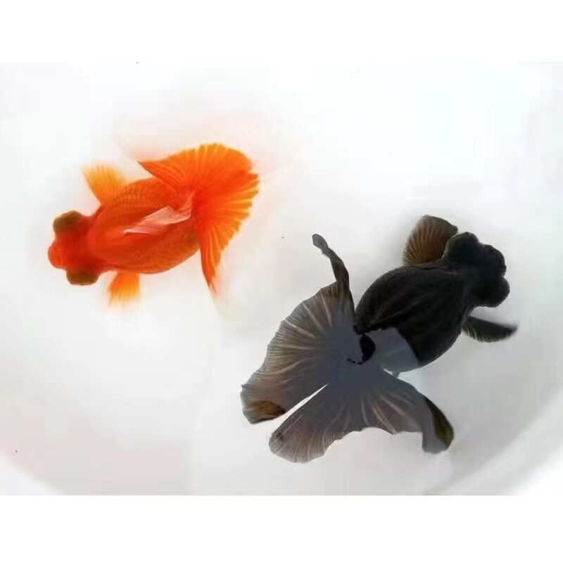 小金魚卸売、活魚、観賞魚、小卸売、鯉、鯉、三色赤白子頭、入門レベルの耐久性のあるヘアエクステンション|undefined