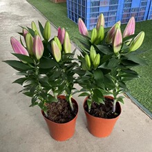 �M����ˮ�ٺϻ���N���ļ��_�����B����ֲ���̨�҃��r�����Ի��N
