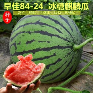 8424 Kirin Less-Seeded Watermelon Seeds Seedless Extra-Large High-Yielding Giant Sweet King Southern Four-Season Vegetable and Fruit Seeds