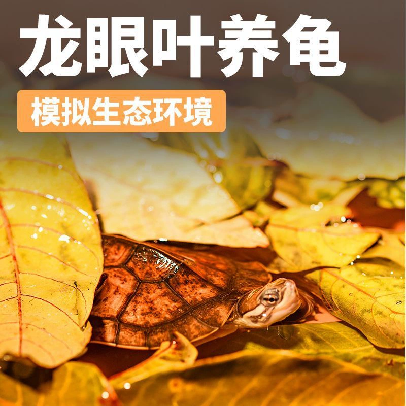 Натуральный лян́г (longan) зелёные листья для регулирования, аквариумная золотая рыбка, стресс-уменьшение, профилактика, новичок кормления, вспомогательные листья