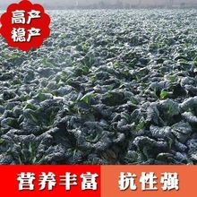 Sඬ˺ݰ~ڞͶóԷNѲ˷N