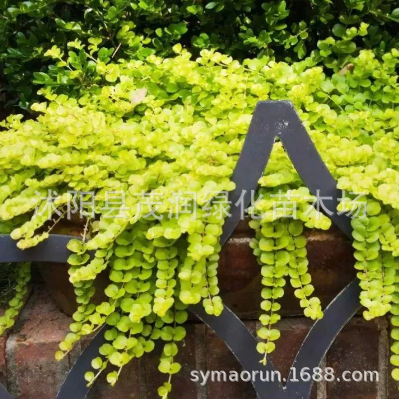 Golden Leaf Crossing Желтый цвет Почвопокровные растения Двор Вилла Озеленение Альтернативный газон без скашивания Адаптивность