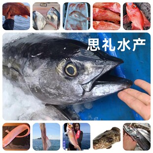 Ⅹ【海钓鱼】新鲜大眼鸡真鲷甘鲷加吉石斑金枪鱼鲜活海鲜刺身-阿里巴巴