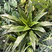 20叶把束大巴西木 仿真植物墙配草  蕨类绿植 把束巴西木