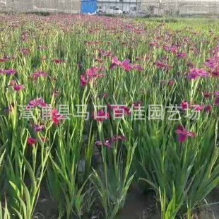 Louisiana Iris Bag Seedlings Baijia Horticulture Height 20-50 Siberian Iris