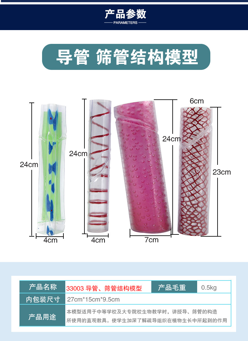 QH-3203导管、筛管结构模型_04.jpg