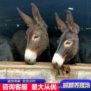 ���H��r�� �m�ϱ����Bֳ��Ʒ�N�H �����H���^�H