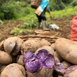 【坏果包赔】云南2024年新鲜黑土豆老品种马铃薯5斤/9斤