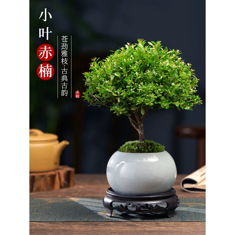 Малолистные красные нан-старые бонсай-саженцы, растения, цветы, микропейзажная гидропоника, легко выращиваются в офисе, вечнозеленые горшечные растения в любое время года.