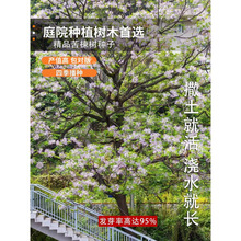 ²ɿ鬘N 鬷N 鬘ϻN鬗NӿӷNѰ]