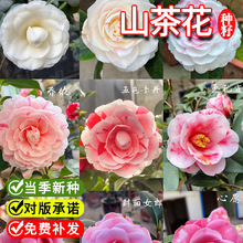 ɽ�軨�N�ѻ��ܷN�ӻ�ľ�N����ľ�N������ɽ�軨���ļ��׷N�N��