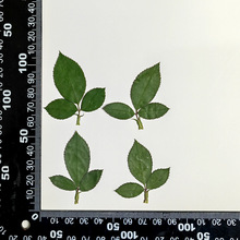 天然玫瑰叶 压花干花 真花干树叶幼儿手工植物标本压花画滴胶押花
