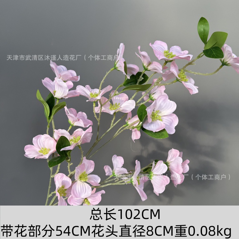 시자오화