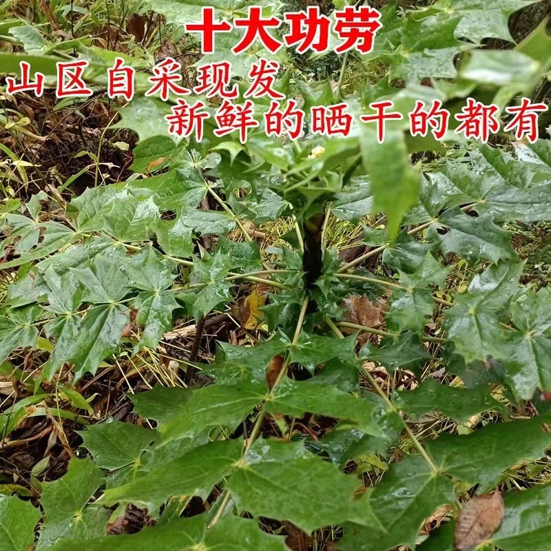 Wild Cihuanglian Sliced Berberis Root 500g Traditional Chinese Herb for Decoction and Tea quality and texture