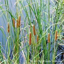 ˮ�����G�Sβֲ���S�����{���Sβ��ɫ����ͦˮֲ���S�ӵ��˹����