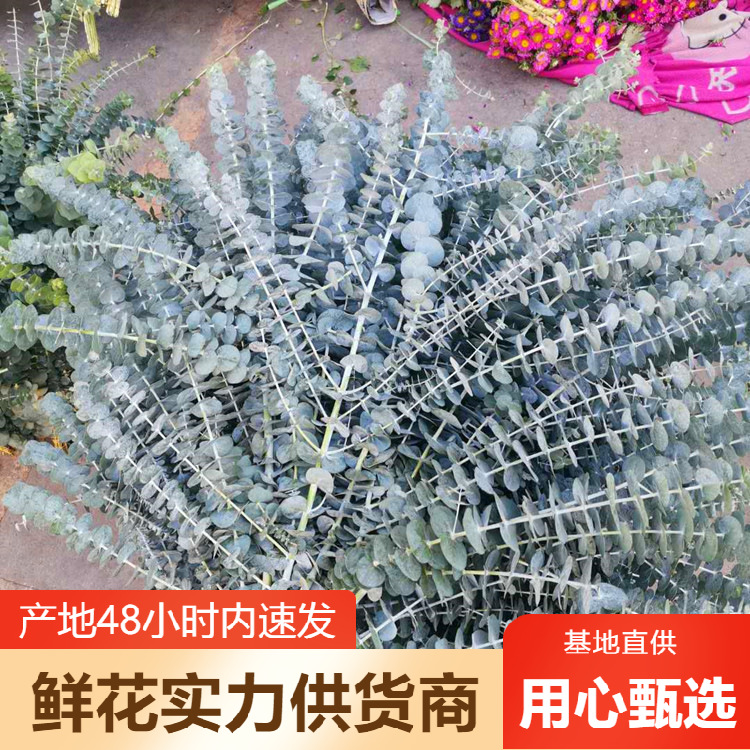 云南昆明尤加利叶鲜花批发苹果叶单支多支小米叶果多种配花批发